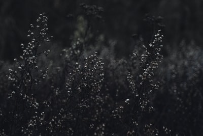 黑底白花